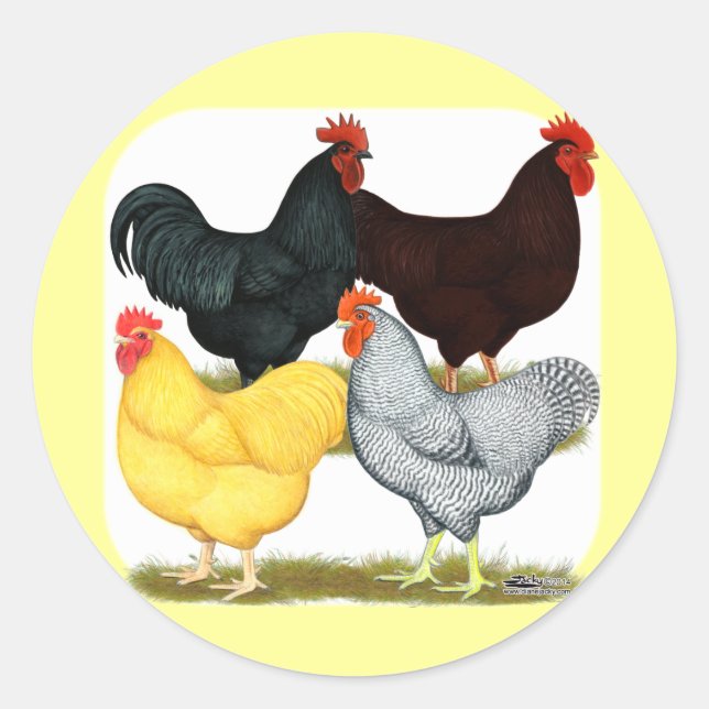 Sticker Rond Quatuor de poulet à coq lourd (Devant)