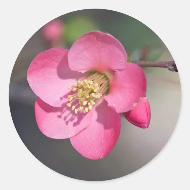 Sticker Rond Quince à fleurs roses parfaite (Devant)