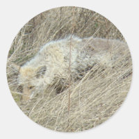 R13 Coyote dans les hautes herbes