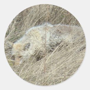 Sticker Rond R13 Coyote dans les hautes herbes