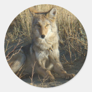 Sticker Rond R15 Coyote Couché