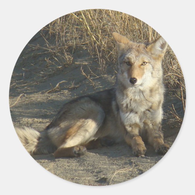 Sticker Rond R19 Coyote Laying (Devant)