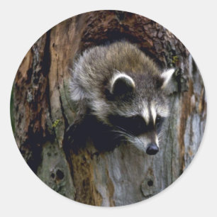 Sticker Rond Raccoon-Été-Jeune dans l'arbre creux