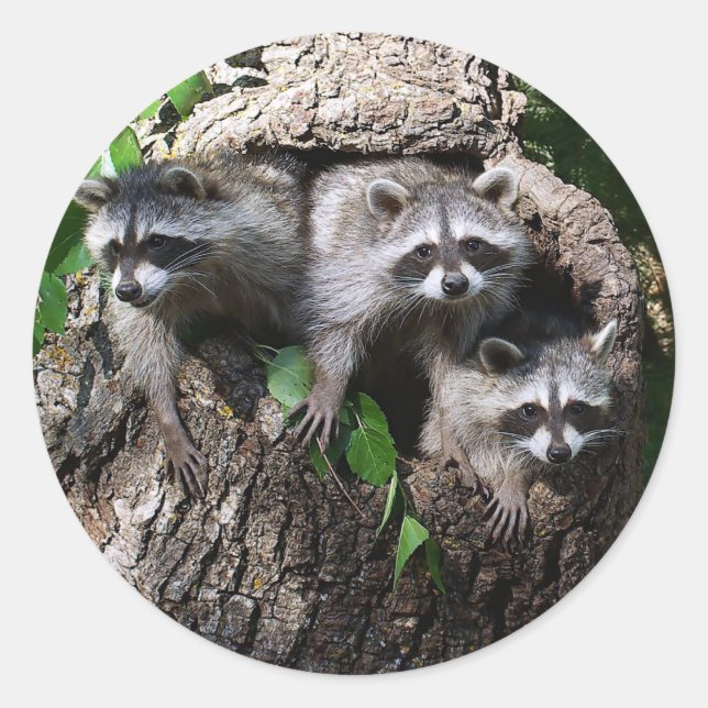 Sticker Rond Raccoon - Les Trois Amigos (Devant)