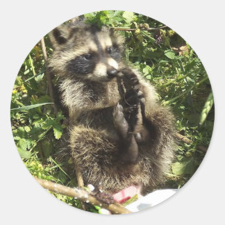 Sticker Rond Raccoon secouru et réhabilité