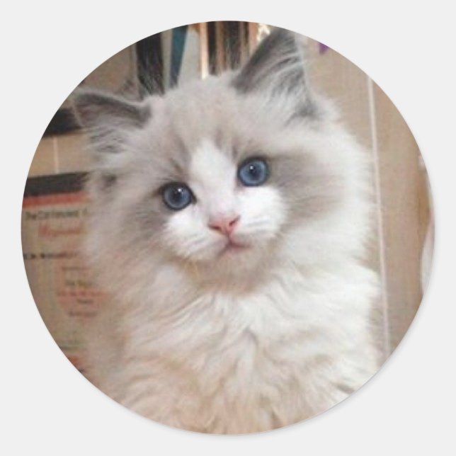 Sticker Rond Ragdoll Kitten Cutie (Devant)