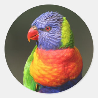 Sticker Rond Rainbow Lorikeet