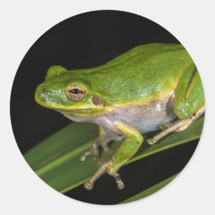 Sticker Rond Rainette verte (Hyla cinerea) 2