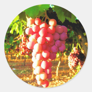 Sticker Rond Raisins de Californie