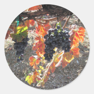 Sticker Rond Raisins Zenaida prêts pour la récolte