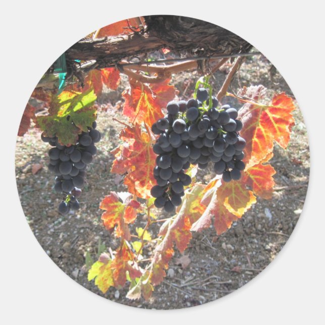 Sticker Rond Raisins Zenaida prêts pour la récolte (Devant)