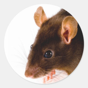 Sticker Rond Rat Brown