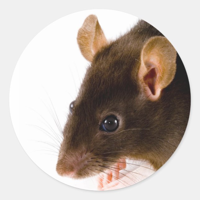 Sticker Rond Rat Brown (Devant)