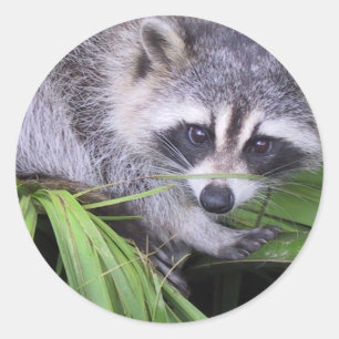 Sticker Rond Raton laveur dans les plantes