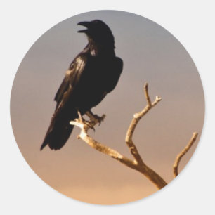 Sticker Rond Raven sur les branches d'arbre ensoleillées,