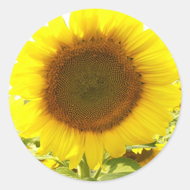 Sticker Rond Rayonnement du tournesol (Devant)