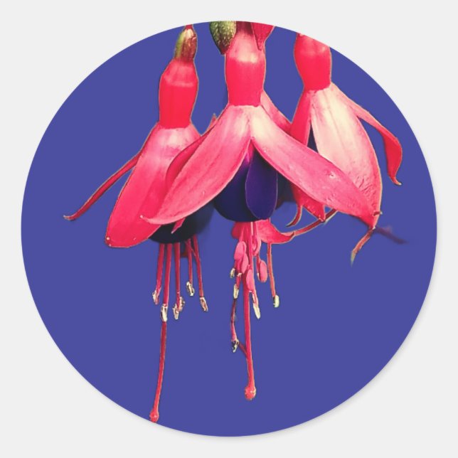 Sticker Rond Red and purple flowers (Devant)