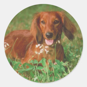 Sticker Rond Red Long Haired Dachshund