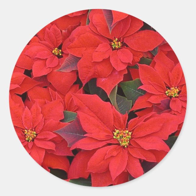 Sticker Rond Red Poinsettias I Christmas Holiday Floral Photo (Devant)