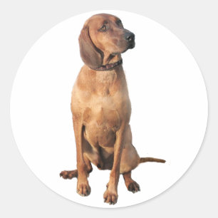 Sticker Rond Redbone Coon Hound (A)