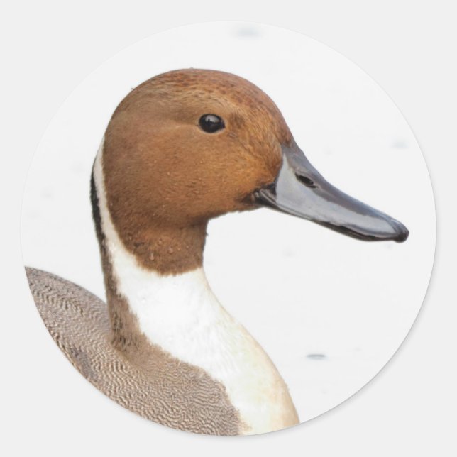 Sticker Rond Réflexions d'un canard à ongles du Nord (Devant)