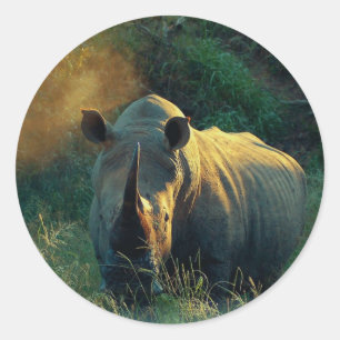 Sticker Rond Regard fixe de rhinocéros