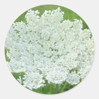 Sticker Rond Reine Annes Lace