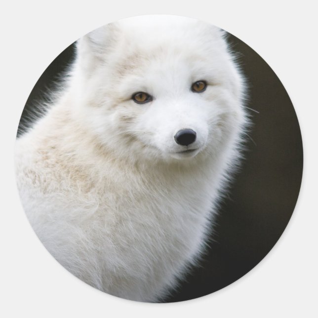 Sticker Rond Renard arctique (Devant)