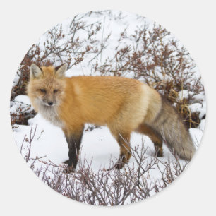 Sticker Rond Renard roux dans la neige en hiver