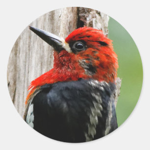 Sticker Rond Rencontre avec un suceur à poitrine rouge