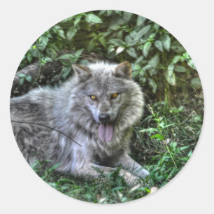 Sticker Rond Repos Loup gris 3 Cadeau faunique