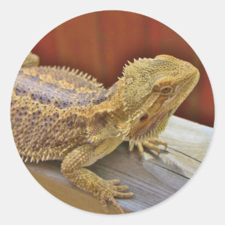 Sticker Rond Repose du dragon barbu 2