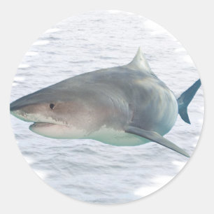 Sticker Rond Requin dans l'eau