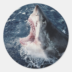 Sticker Rond Requin élevé bouche ouverte