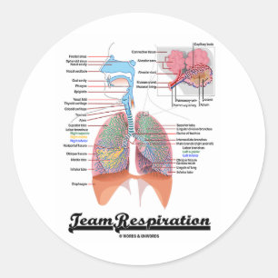 Sticker Rond Respiration de l'équipe (système respiratoire)