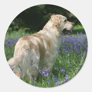 Sticker Rond Retreiver d'or en fleurs