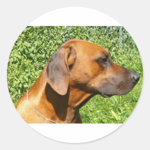 Sticker Rond rhodésien deuxième