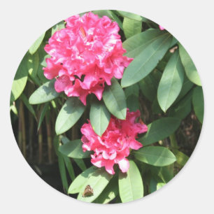 Sticker Rond Rhododendron
