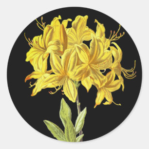 Sticker Rond Rhododendron luteum (Azalée Pontique)