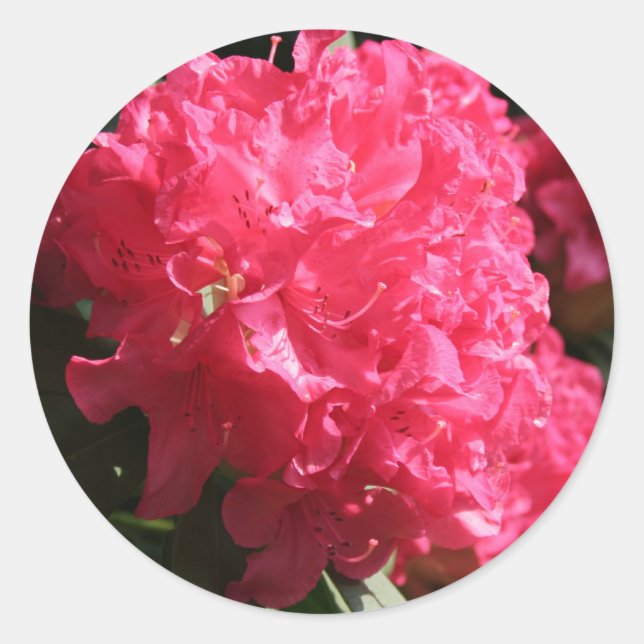 Sticker Rond Rhododendron rose (Devant)