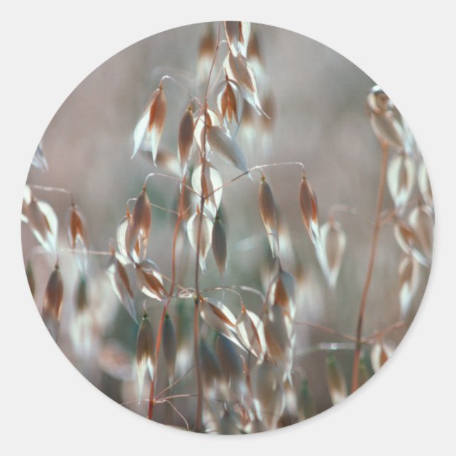 Sticker Rond Ripe Oats Ceres, Boland (Devant)