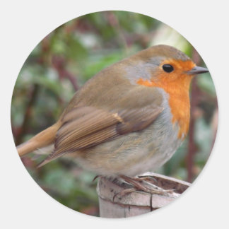 Sticker Rond Robin