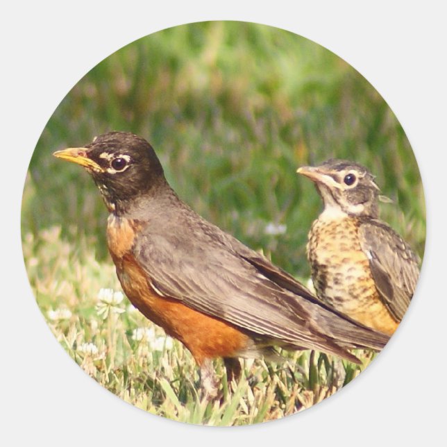 Sticker Rond Robin américain (Devant)