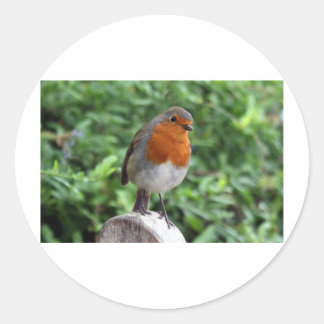 Sticker Rond Robin britannique