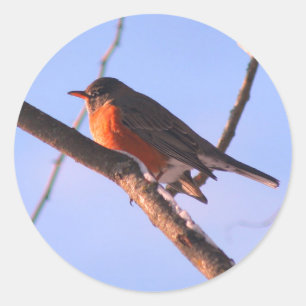 Sticker Rond Robin Dans La Nature De La Neige