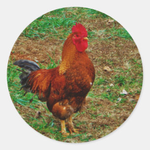 Sticker Rond Rooster