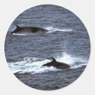 Sticker Rond Rorqual