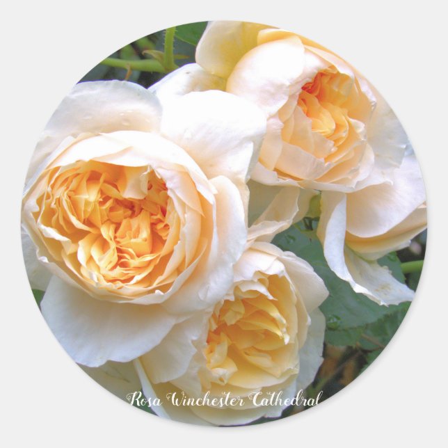 Sticker Rond Rosa Winchester Cathedral ラウンドシール (Devant)