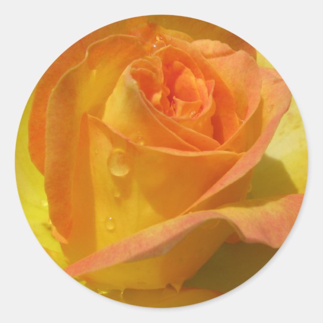 Sticker Rond Rose (Devant)
