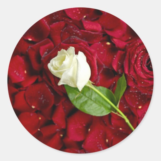 Sticker Rond Rose blanche sur pétales rouges (Devant)